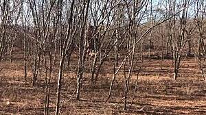 Sia Lust Puts Things In Her Mouth In Reality