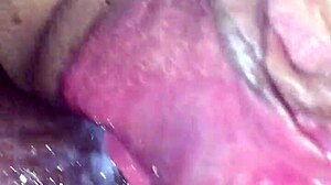 What Secrets Hide in Panocha's Wild World?