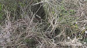 Belle-mère cocue française montre sa chatte poilue en pissant