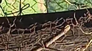 Amateur Brunette In The Forest Reveals Her Fresh, Round Ass