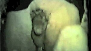 Vintage homosexuals seek a man for secret life frigging