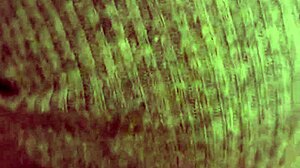 pendeja LIBERTARIA se come MI PIJA KIRCHNERISTA en blowjob amateur