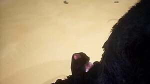 Pov two gay wolves fucking - wildlife.