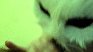 Wife sucks my dick intensely until i cum in her mouth.