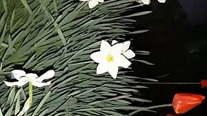 invited neighbor for flowers then fucked her mouth with cum in abandoned house?