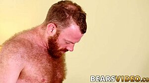 bears suck and fuck hairy cocks bareback 😈