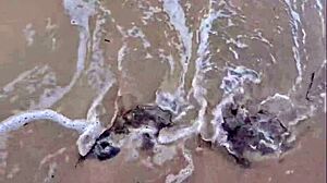 Missspisss update 10 at mallorca beach on nov 11 2024