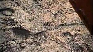 Stranger gives blowjob on public beach