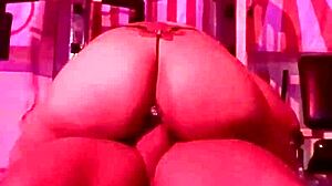 Qadesh Amateur Riding In Gym