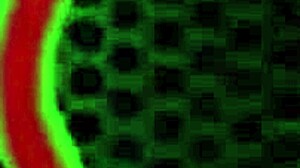 Sexy Rose Isstar Gets Cum on Clit After Doggystyle and Riding