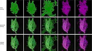 Chupada penetrada y corrida en la zorra