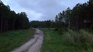 Latina Redhead Engages in Public Voyeur Sex Outdoors