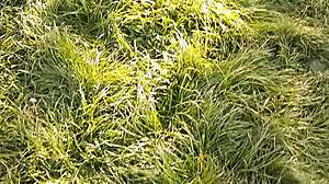 Neighbor's flower gift sparks passionate cunnilingus and orgasm