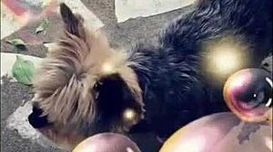 these milfs flash and have sex outdoors