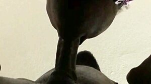He Was Cumming and I Kept Sucking for a Huge Load.