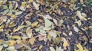 our autumn romantic sex in a hut - lesbian illusion girls with passionate pussy, cum, orgasm, brunette pov, masturbation