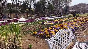 Sakura Hot Springs With Nacchi