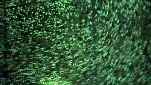 Intense Solo Masturbation Session with Vigorous Stroking