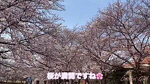 Sakura Hot Springs With Nacchi