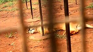 an impressive and unprecedented sex scene in gogo in the adultery of a couple in black africa by a colleague who after having fuck the wife in front of the husband also fucks the husband in front of t