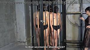 Four masochistic men present delivered to mistress sara