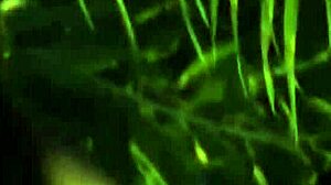 SEEKING A BEAUTIFUL INDIAN