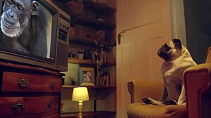 Benefit monkey mutual masturbation with blonde amy douxxx