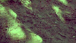 Watch Sunny Lane Tease With Cowgirl Striptease!