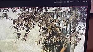 little kisses on penis in public street 😘