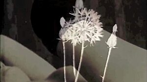 Dark Lantern Entertainment Presents Classic Beauty And The Beast