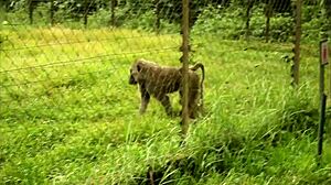 Watch him fill my mouth and ass with his huge cock in a tourist park, fucking my tight ass for spectators' pleasure