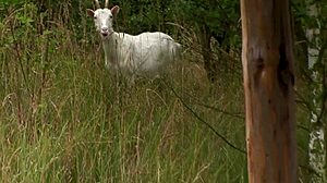 Outdoor Fucking With Brunette Babe In Cowgirl And Doggystyle!