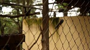 Caroline Sweets Stretched By Massive BBC Interracial