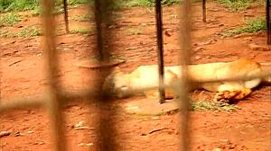 Caroline Sweets Stretched By Massive BBC Interracial