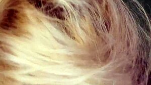 cuckolding sissy bimbo gets femdom jerk off orders