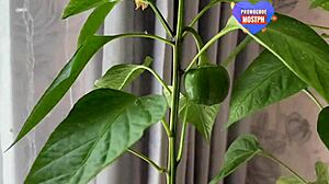 Video Porno Pernikahan