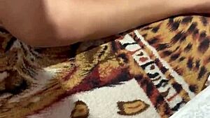 belinha's morning romp with two hung studs preview