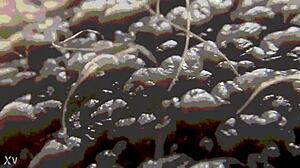 hey ever wondered about ablatisque testiculis balls in latin?