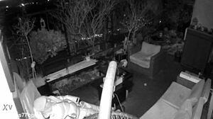 M4rkus77cgn's spy cam catches him stroking huge cock outdoors till he moans and explodes