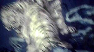 behind the scenes of pornstar champion wrestling ebony babe in full nelson then bj and sex