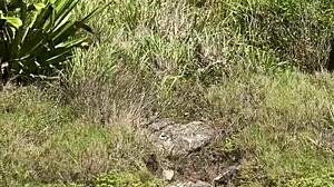 Hey caught hot japanese fucking outdoors on paradise island