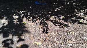 Brazilian big tits babes flash asses in public forest park