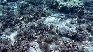 Petite Asian Beauty Shows Off Huge Dildo First Time Lingerie Tattoo Small Tits Toys