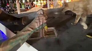 crazy thai cat lady feeds strays nothing wild here!!