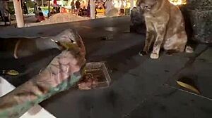 crazy thai cat lady feeds strays nothing wild here!!