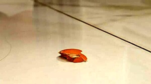 wake up to her gaping ass deep anal pounding ass-to-mouth breakfast