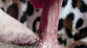 amateur's big clit throbs in intense closeup orgasm