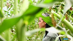 the outdoor maize field is the perfect cover where the couple can reach orgasm together